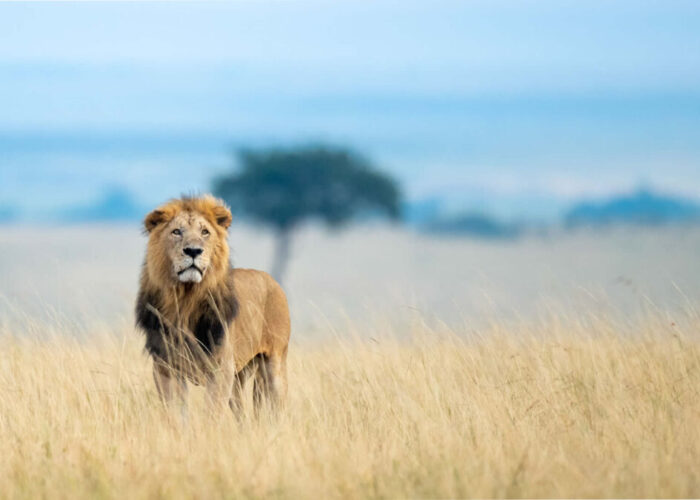 Maasai-Mara-Lion-Kenya